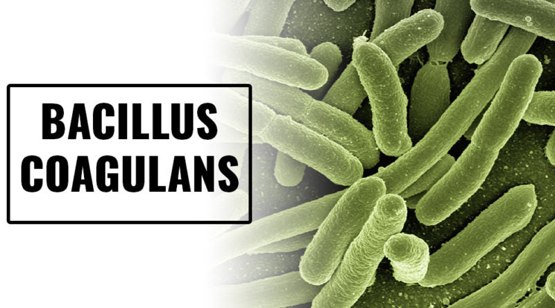 BACILLUS COAGULANS - Nutrition Daily