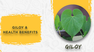 GILOY AND ITS HEALTH BENEFITS