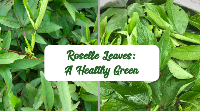 ROSELLE LEAVES OR GONGURA: AMAZING BENEFITS