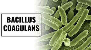 BACILLUS COAGULANS